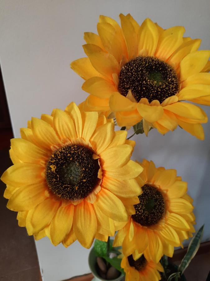 Sunflower Sea View With Magnificent Terrace In Serra Da Pescaria, Nazare - Portugal 외부 사진